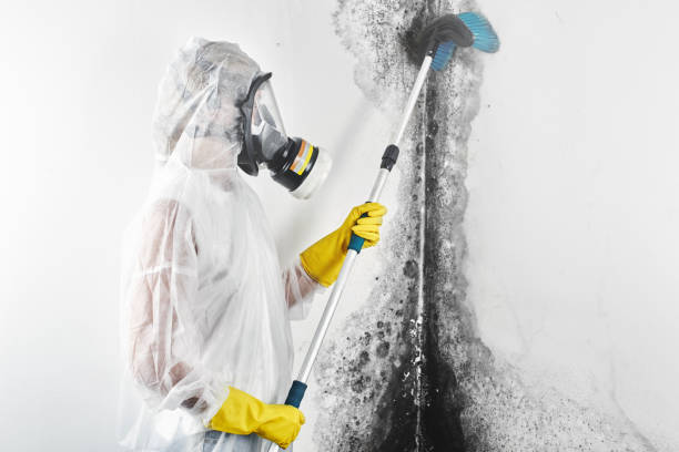 Best HVAC Mold Inspection and Cleaning  in Benjamin, UT