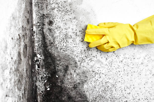 Best Emergency Mold Remediation  in Benjamin, UT