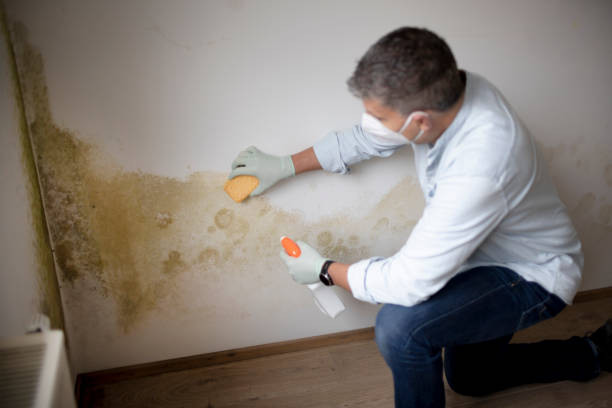 Environmental Consulting for Mold Prevention in Benjamin, UT