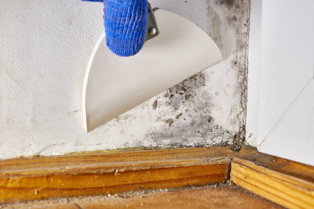 Trusted Benjamin, UT Mold Removal Experts
